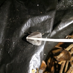 Fungi