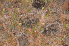 Ivesia aperta aperta