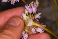 Allium lemmonii