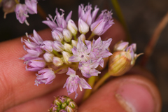 Allium lemmonii