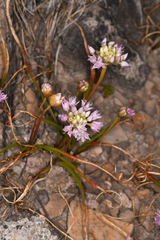 Allium lemmonii