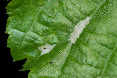 Eriophyes tiliaenervalis