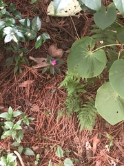 Impatiens walleriana