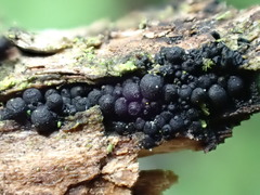 Praetumpfia obducens