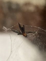 Plecia americana