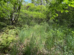 Erythronium revolutum