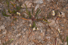 Ivesia sericoleuca