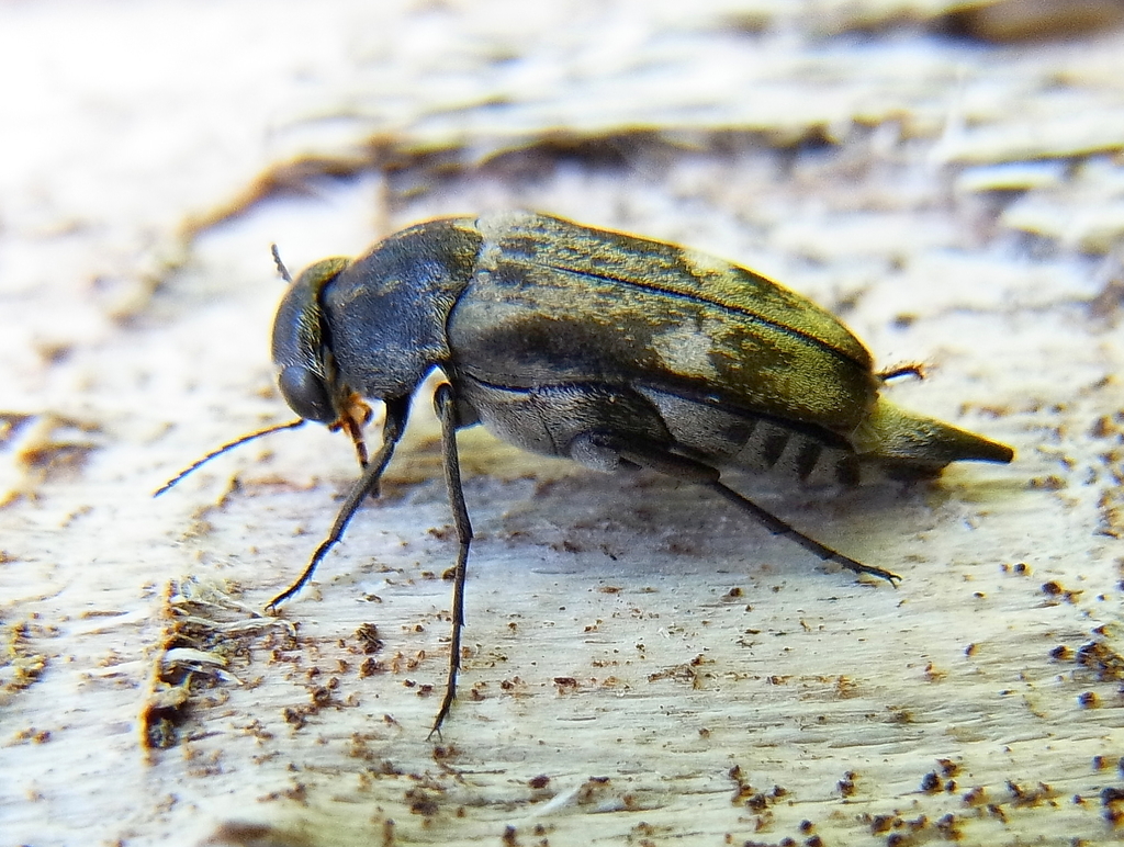 Broad-headed Tumbling Beetle