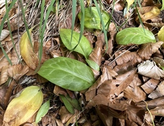 Erythronium revolutum