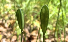 Erythronium revolutum