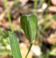 Erythronium revolutum