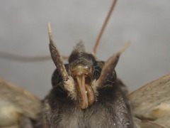 Avatha discolor