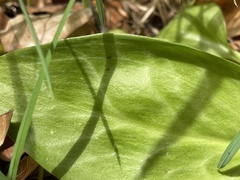 Erythronium revolutum