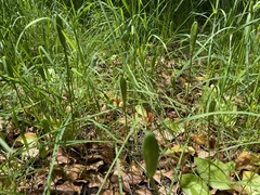 Erythronium revolutum
