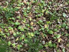 Erythronium revolutum