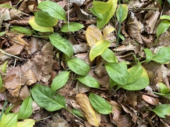 Erythronium revolutum