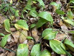 Erythronium revolutum