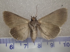 Avatha discolor