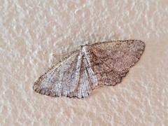 Zermizinga sinuata