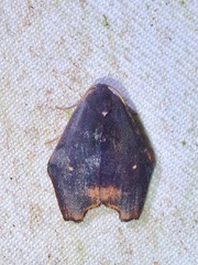 Macaduma borneana