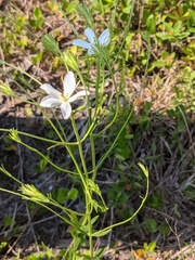 Sabatia difformis