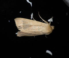 Mythimna pallens