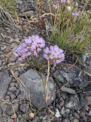 Allium lemmonii
