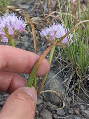 Allium lemmonii