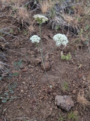 Perideridia bolanderi