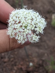Perideridia bolanderi