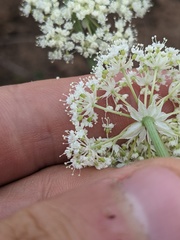 Perideridia bolanderi