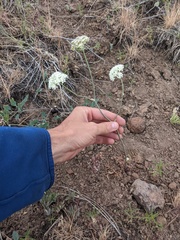 Perideridia bolanderi