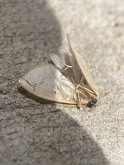 Macrochilo litophora