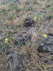 Ivesia aperta aperta