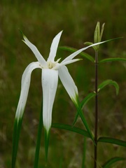 Rhynchospora latifolia
