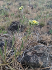 Ivesia aperta aperta