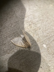 Macrochilo litophora