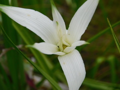 Rhynchospora latifolia
