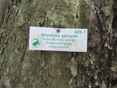 Strychnos gerrardii