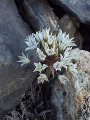 Allium nevadense