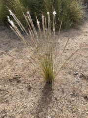 Pappostipa