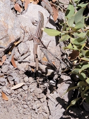 Aspidoscelis sonorae