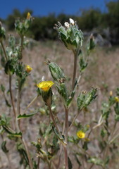 Mentzelia montana