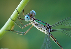 Lestes elatus