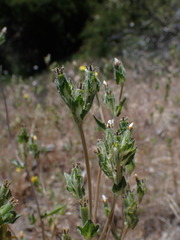 Mentzelia montana
