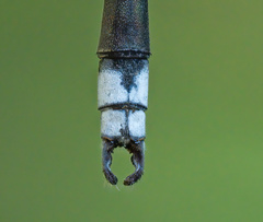 Lestes elatus