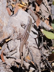 Aspidoscelis sonorae