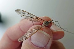 Tipula longiventris