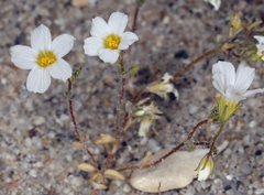 Linanthus inyoensis