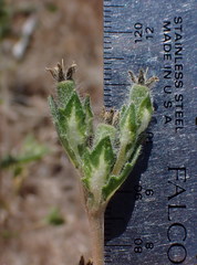 Mentzelia montana